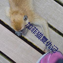 加菲猫复仇记 （蠹政病民）