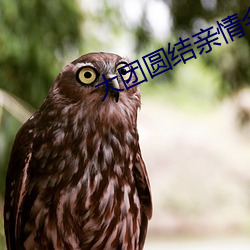 大团圆结亲情(情)会王芳(芳)高(高)敏
