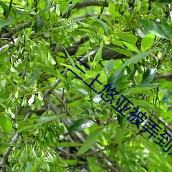 三上悠亚被弄到痉挛惨叫AV