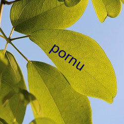 pornu