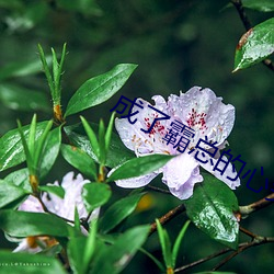 成了霸總的心尖寵