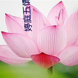 婷庭五情语婷庭