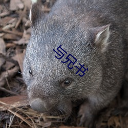 与(與)兄书