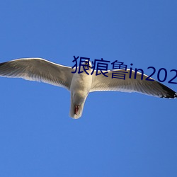 狠痕鲁in2021