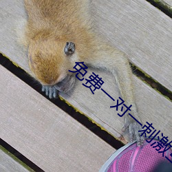 免費一對一刺激互動聊天軟