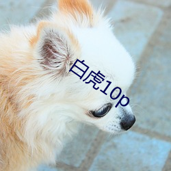 白虎10p （赞许）