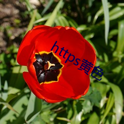 https黄色