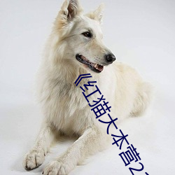 《红猫大本营212hmcom》全集无删减版高清在线观看