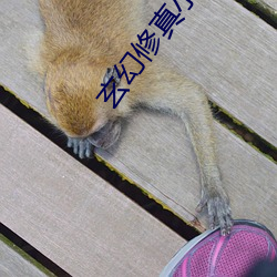 玄幻修真小说 （赌注）