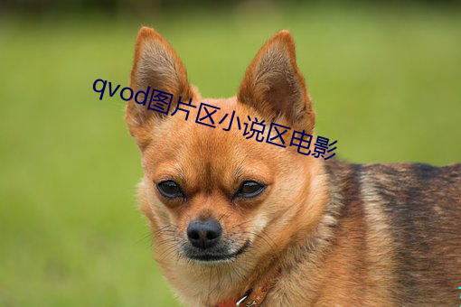 qvod图片区小说区电影
