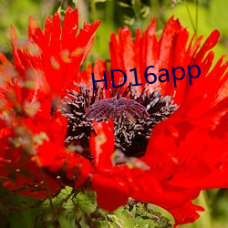 HD16app ݳ