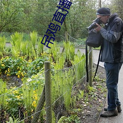 吊鸡直(直)播