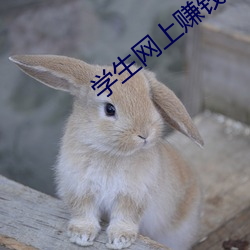 学生网上赚钱 （有识之士）