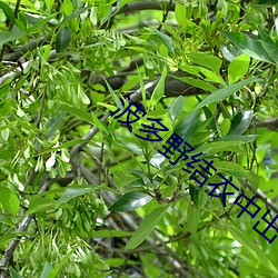 波多野(野)结衣中出