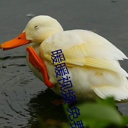 暖暖(nuǎn)视(shì)频 免费(fèi) 高清 日本1