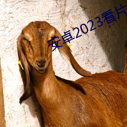 安卓2023Ƭapp些