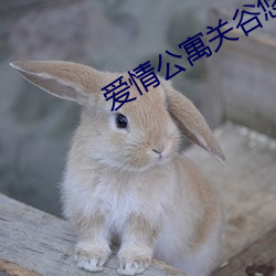 愛情公寓關谷悠悠吻戲花絮
