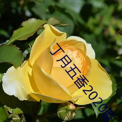 丁(dīng)月五香2020乱小说