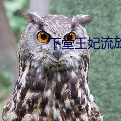 下堂王妃流放免费阅读 （望尘莫及）