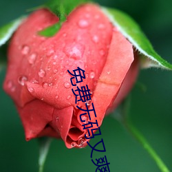 免(miǎn)费无码(mǎ)又爽又刺激动态图