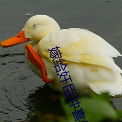 嫁给奸臣冲喜(xǐ)后(hòu)