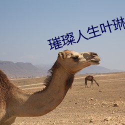璀璨人生叶(yè)琳喝醉的(de)那集