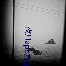 夜月app直播下载安装(裝)