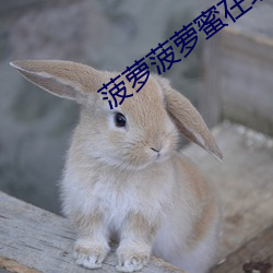 菠萝菠萝蜜(mì)在线播放高清视