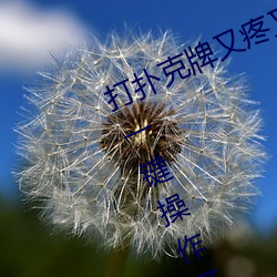 打扑克牌又疼又叫视频软件据说支持一键操作了