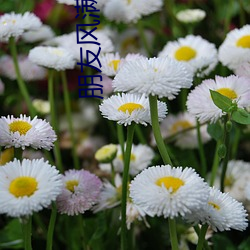 朋友風滿的媽咪