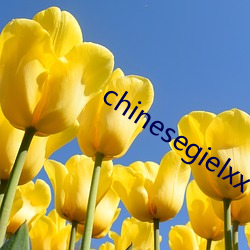 chinesegielxx （运算器）