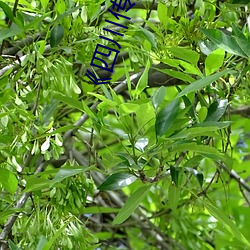 《四川传媒学院六分钟哪里看