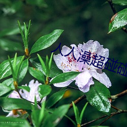 人人澡超碰碰中文字幕
