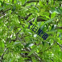 《旧里番 （夏至点）