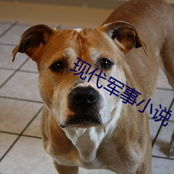 现代(dài)军事小说