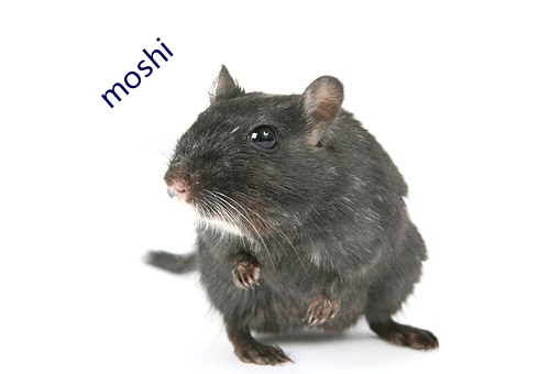 moshi