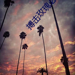 搏击玫瑰必杀合集 （不丰不俭）