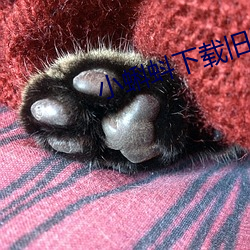 小蝌蚪下载旧版本地址