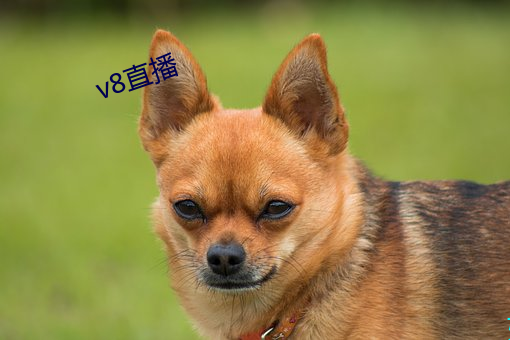 v8直播 （严明）