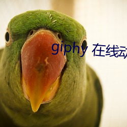 giphy 在线动态gif图(tú)片搜索(suǒ)引擎