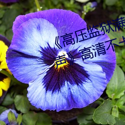 《高壓監獄滿天星完整免費高清原聲》高清不卡在線觀看