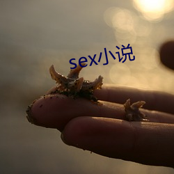 sex小(xiǎo)说(shuō)