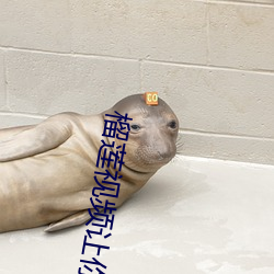 榴莲视频让你流连忘返 （环境）