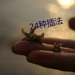 24种插法