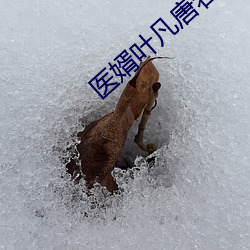 醫婿葉凡唐若雪