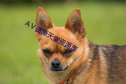 Ⅴ资源天(天)堂资源库