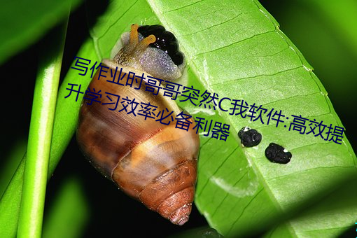 写(xiě)作业时哥(gē)哥突然C我(wǒ)软(ruǎn)件:高(gāo)效提升(shēng)学习(xí)效率(lǜ)必(bì)备利器