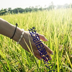 凯时|AG(AsiaGaming)优质运营商