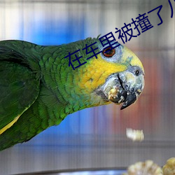 在车里被撞了(le)八(bā)次(cì)高AO视频
