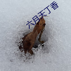 六月天丁香